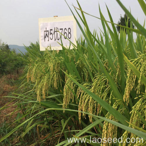High Quality Natural paddy Rice Seeds